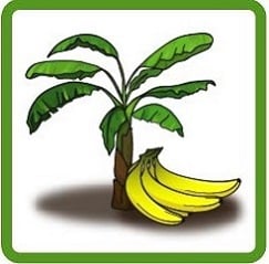 bananas under a banana tree